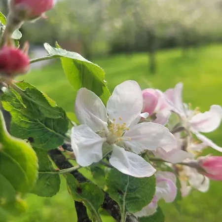River Nadiza * Podbela