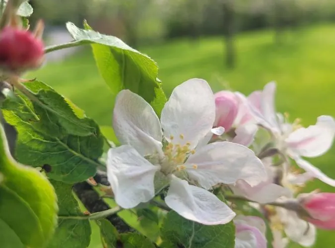 River Nadiza * Podbela